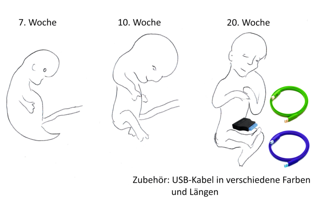 Mutation oder Evolution?